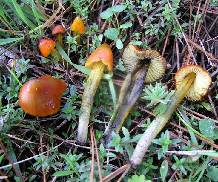 Hygrocybe conica s.l.